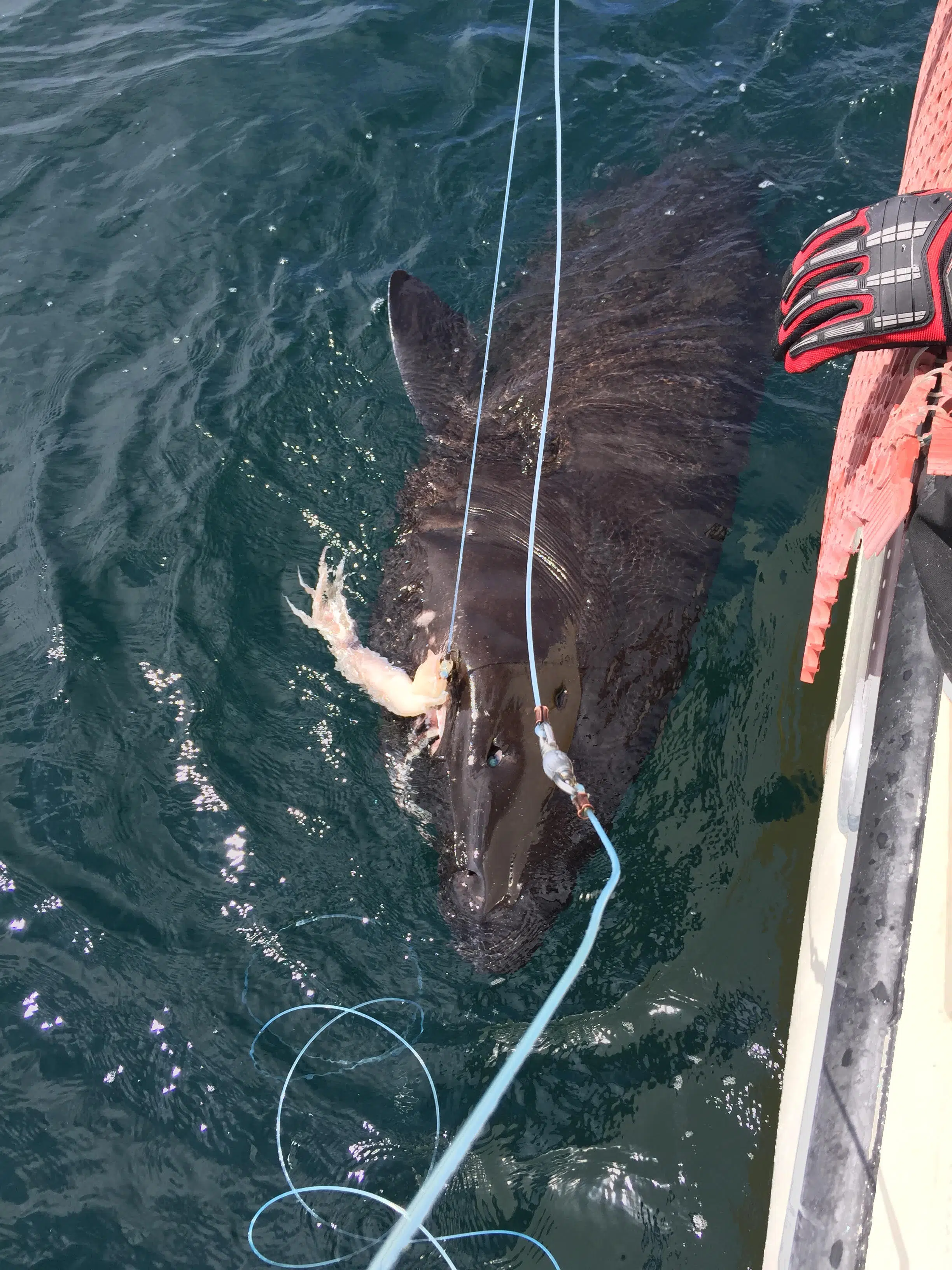 sleeper shark